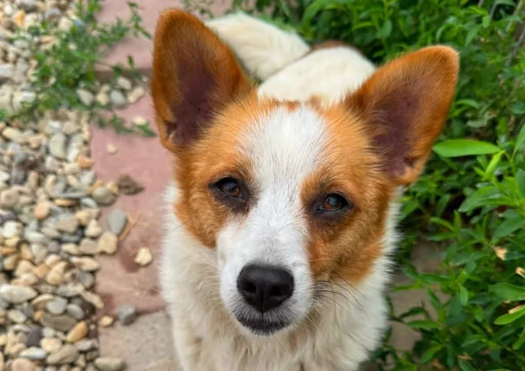 Nova, brown, white female 4yo Mixed Breed for adoption at The Dog Rose), Dogrose