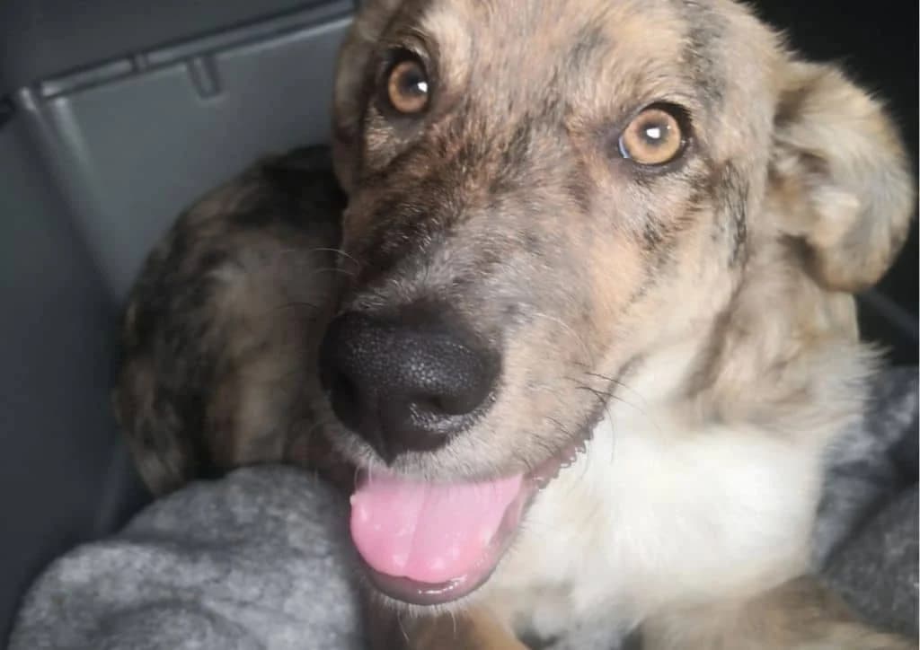 Olymp, brown, beige male puppy Mixed Breed for adoption at The Dog Rose), Dogrose