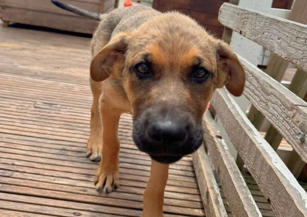 Orlando, beige male puppy Mixed Breed for adoption at The Dog Rose), Dogrose