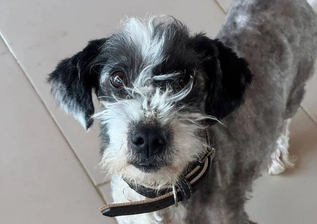 Ozzy, white, black male young Mixed Breed for adoption at The Dog Rose), Dogrose
