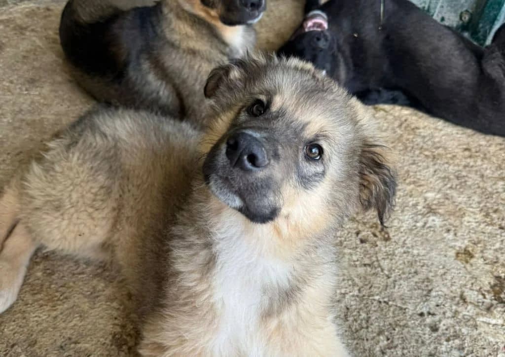 Paddington, beige male puppy Mixed Breed for adoption at The Dog Rose), Dogrose