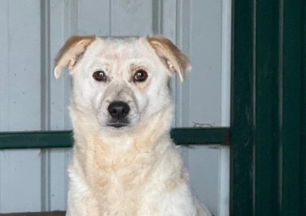 Paloma, beige female young Mixed Breed for adoption at The Dog Rose), Dogrose