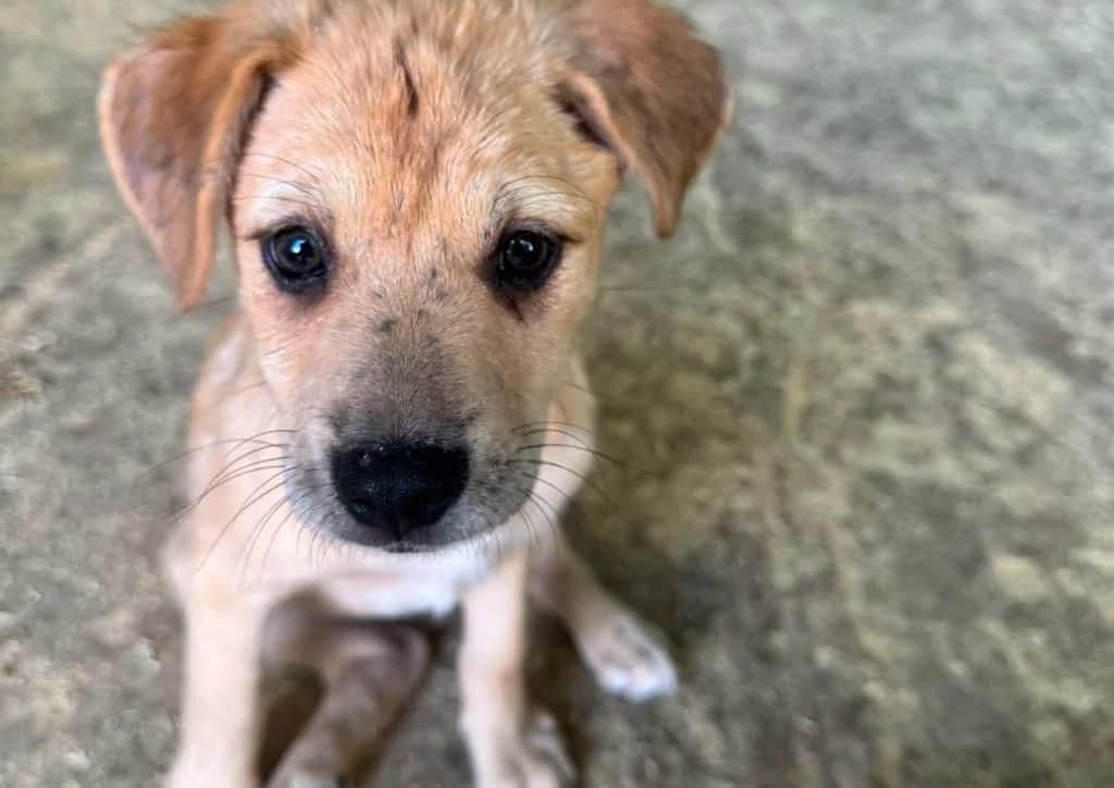 Pancake, brown, white female puppy Mixed Breed for adoption at The Dog Rose), Dogrose