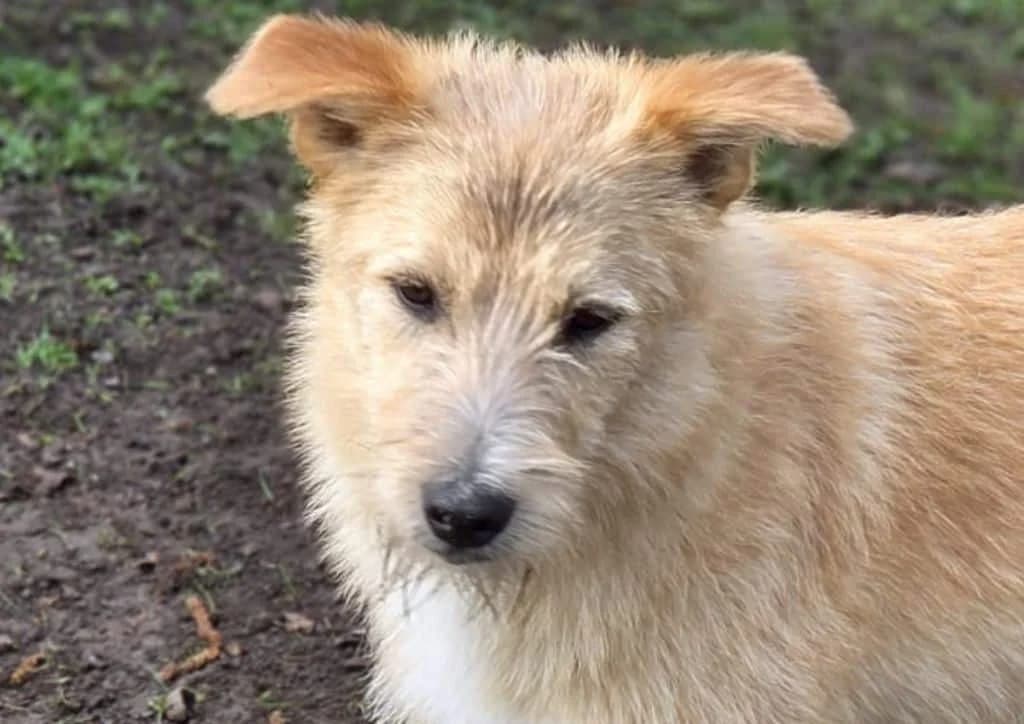Panchito, beige, white male puppy Mixed Breed for adoption at The Dog Rose), Dogrose