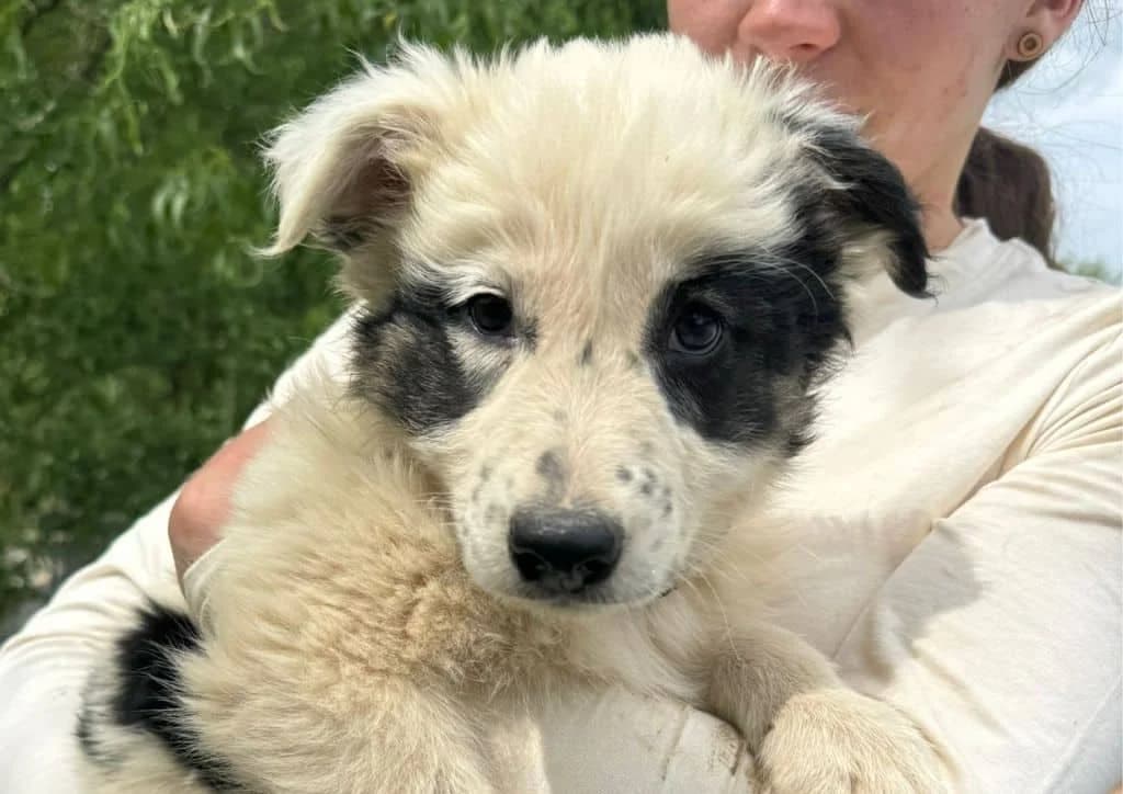 Panda, white, black female puppy Mixed Breed for adoption at The Dog Rose), Dogrose