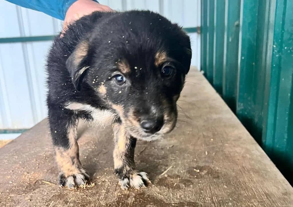 Papo, male puppy Mixed Breed for adoption at The Dog Rose), Dogrose