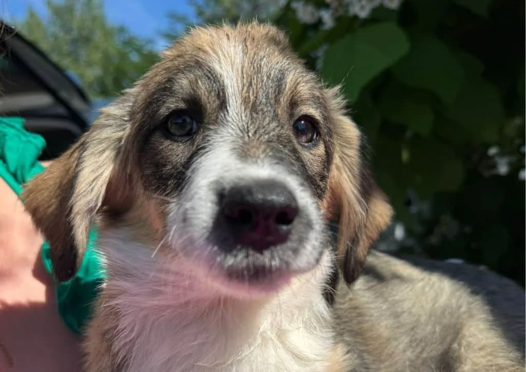 Para, brown, white female puppy Mixed Breed for adoption at The Dog Rose), Dogrose