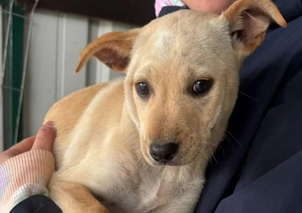Parma, beige female puppy Mixed Breed for adoption at The Dog Rose), Dogrose