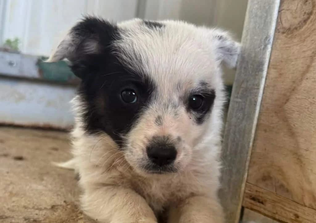 Patch, white, black male puppy Mixed Breed for adoption at The Dog Rose), Dogrose