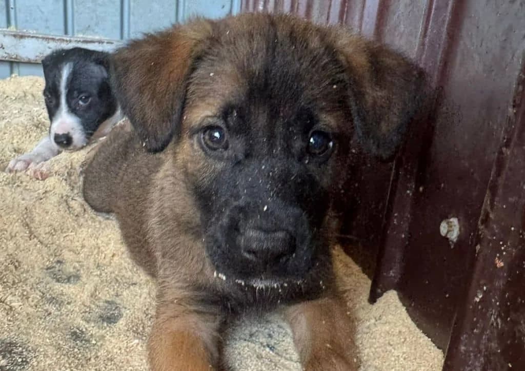 Peanut, brown female puppy Mixed Breed for adoption at The Dog Rose), Dogrose