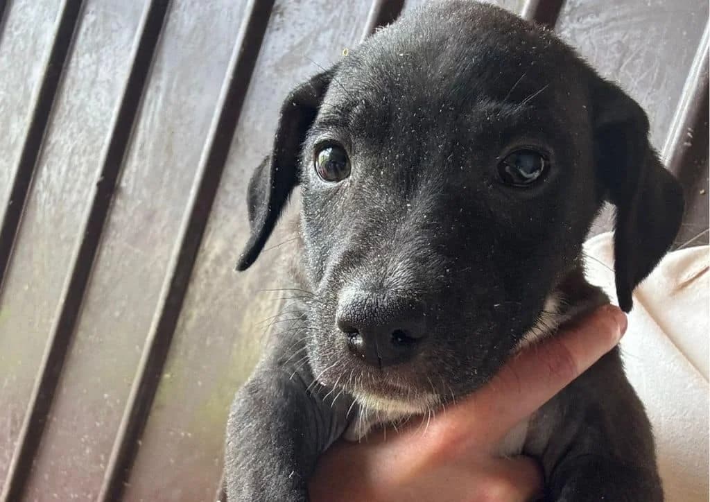 Pebbles, black, white female puppy Mixed Breed for adoption at The Dog Rose), Dogrose