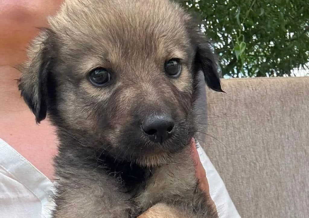 Pedro, brown, beige male puppy Mixed Breed for adoption at The Dog Rose), Dogrose