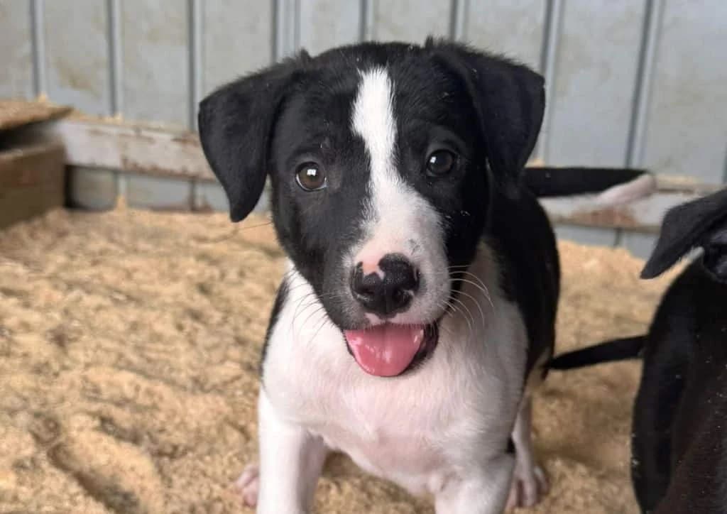 Penguin, black, white male puppy Mixed Breed for adoption at The Dog Rose), Dogrose