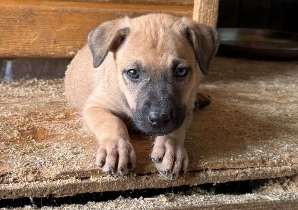 Penny, brown female puppy Mixed Breed for adoption at The Dog Rose), Dogrose