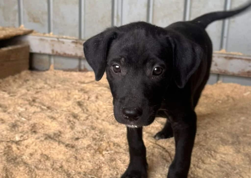 Pepper, black, white female puppy Mixed Breed for adoption at The Dog Rose), Dogrose