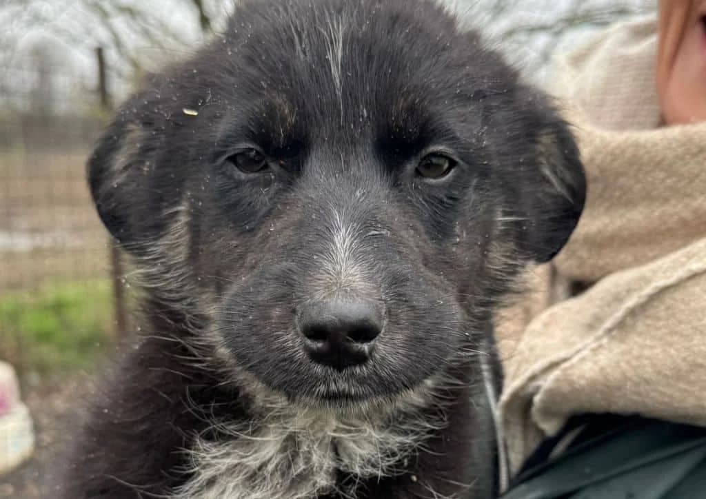 Perry, black, white, brown male puppy Mixed Breed for adoption at The Dog Rose), Dogrose