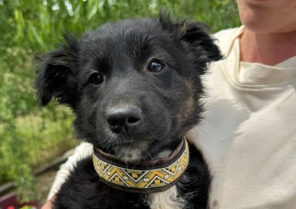 Pia, black, white female puppy Mixed Breed for adoption at The Dog Rose), Dogrose