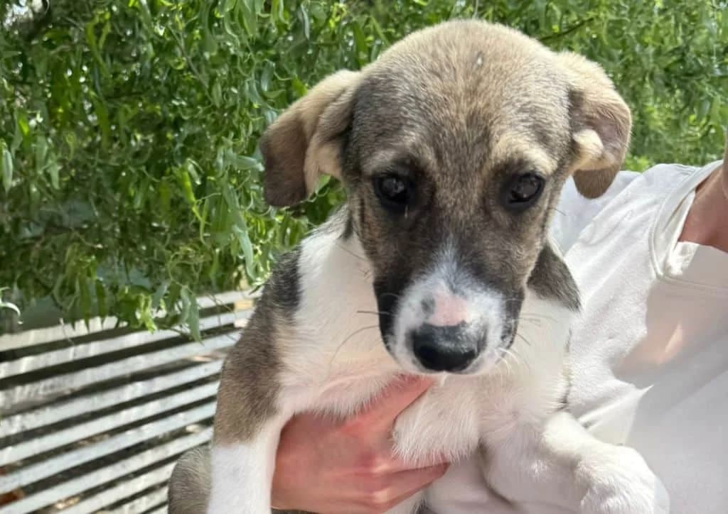 Pickles, brown, white female puppy Mixed Breed for adoption at The Dog Rose), Dogrose