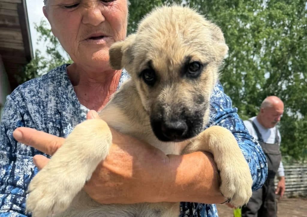 Pierluigi, beige male puppy Mixed Breed for adoption at The Dog Rose), Dogrose