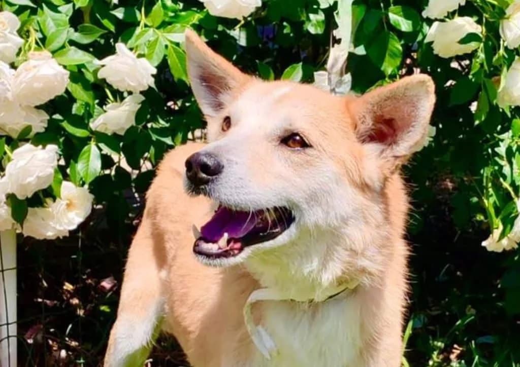 Pino, brown, beige male senior Mixed Breed for adoption at The Dog Rose), Dogrose
