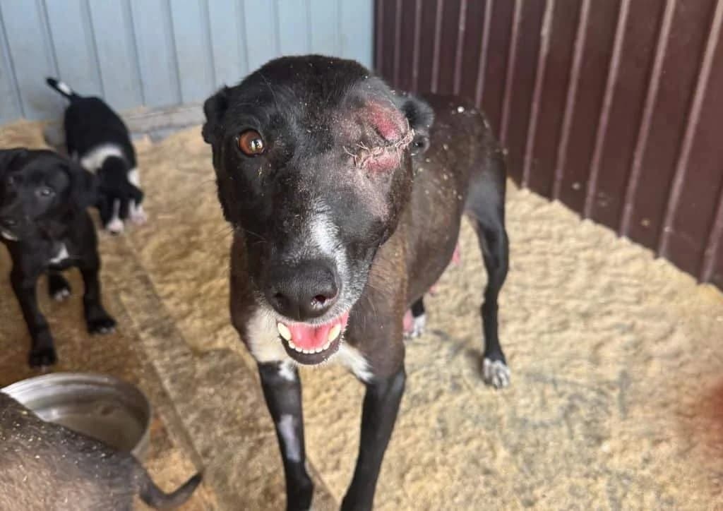 Pirata, black, white female 5yo Mixed Breed for adoption at The Dog Rose), Dogrose