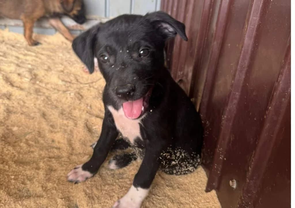 Pixie, black, white female puppy Mixed Breed for adoption at The Dog Rose), Dogrose