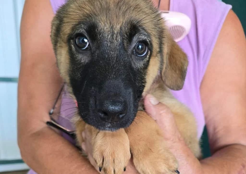 Polly, brown female puppy Mixed Breed for adoption at The Dog Rose), Dogrose