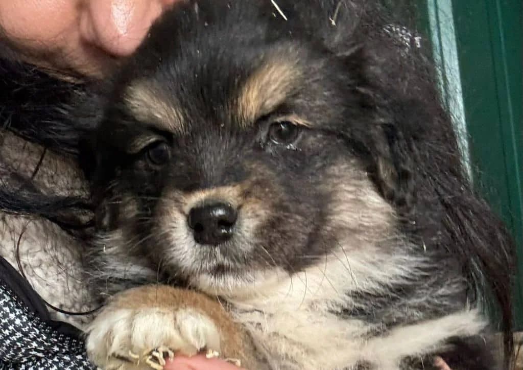 Potato, brown, black, white male puppy Mixed Breed for adoption at The Dog Rose), Dogrose