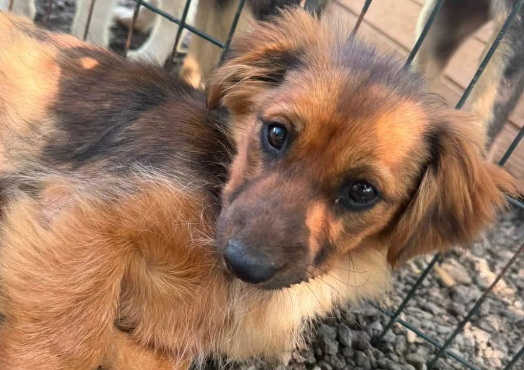 Pretty, brown female puppy Mixed Breed for adoption at The Dog Rose), Dogrose