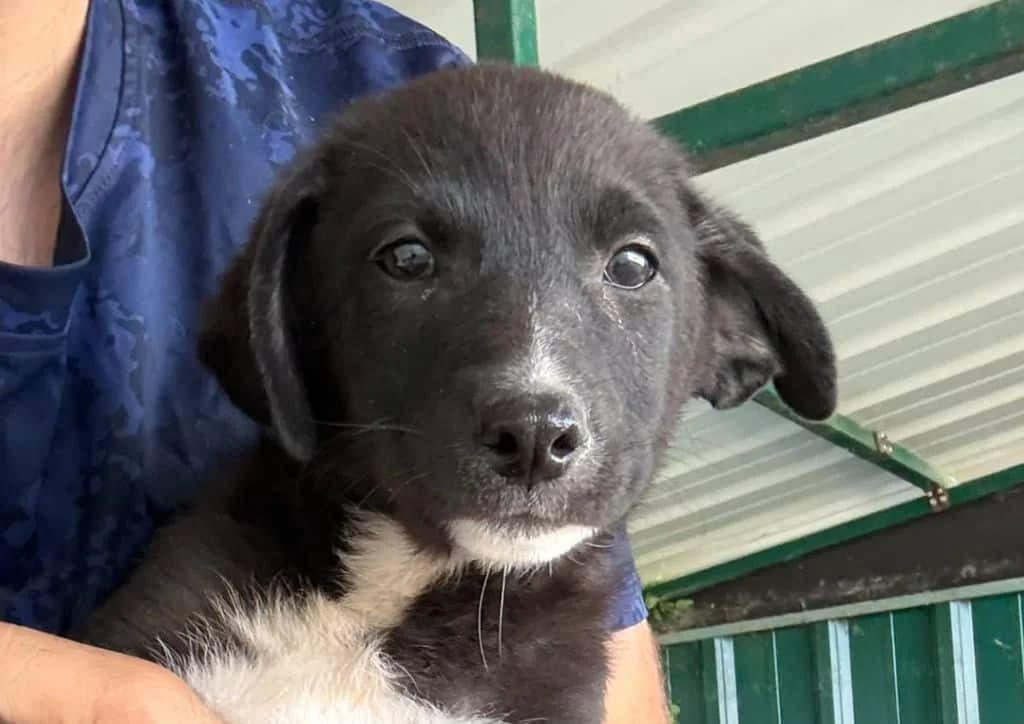 Pryia, black, white female puppy Mixed Breed for adoption at The Dog Rose), Dogrose