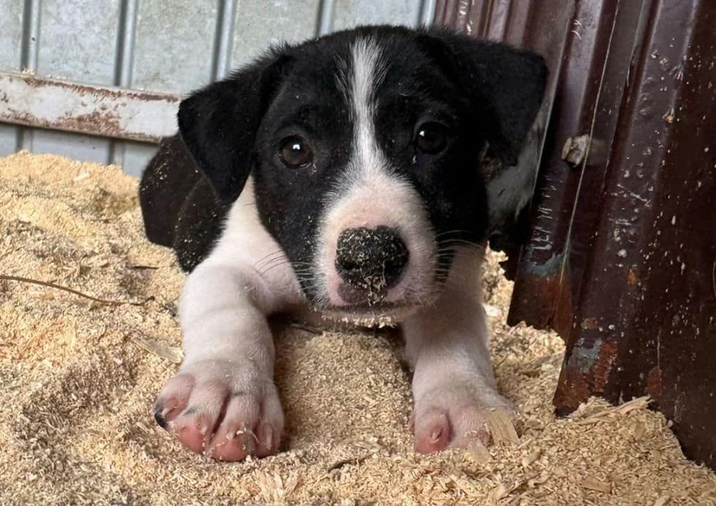 Puffin, black, white female puppy Mixed Breed for adoption at The Dog Rose), Dogrose
