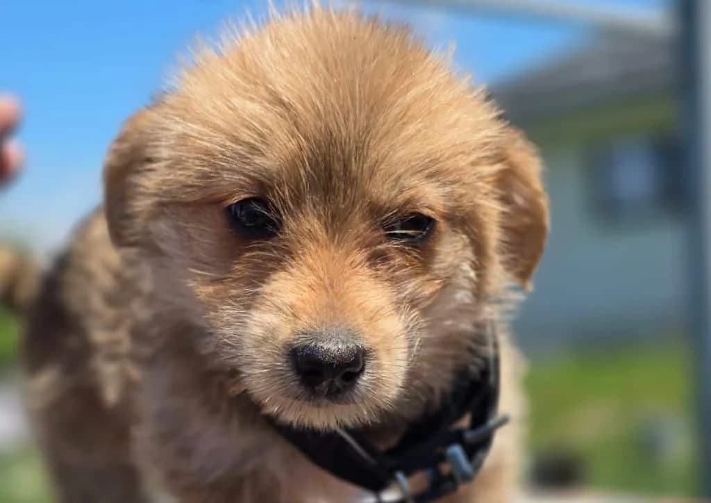 Pufika,  puppy Mixed Breed for adoption at The Dog Rose), Dogrose
