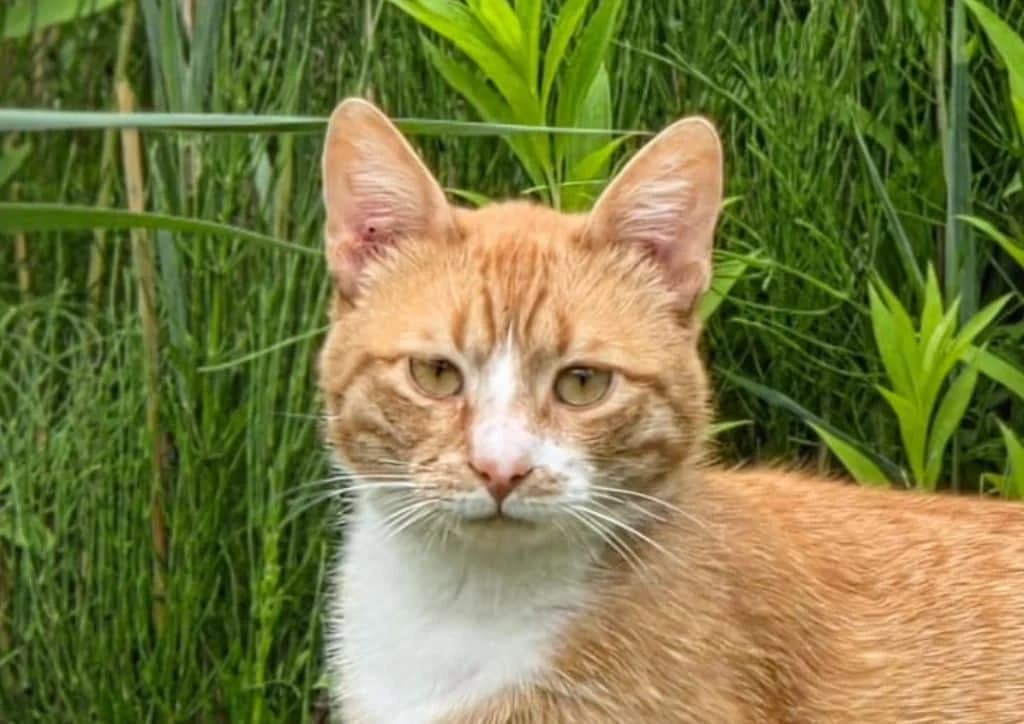 Pussy In Boots, red, tabby, white male young Mixed Breed for adoption at The Dog Rose), Dogrose
