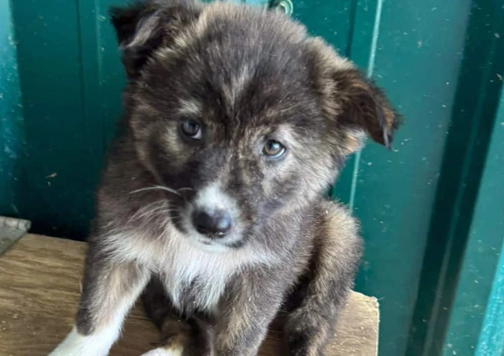 Raccoon, grey, brown, white female puppy Mixed Breed for adoption at The Dog Rose), Dogrose