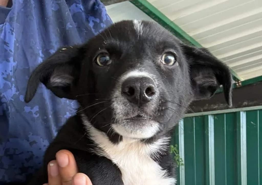 Raisa, black, white female puppy Mixed Breed for adoption at The Dog Rose), Dogrose