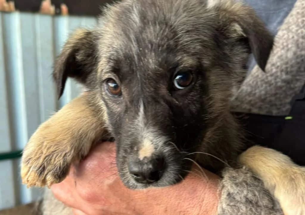 Ranchito, brown, beige male puppy Mixed Breed for adoption at The Dog Rose), Dogrose