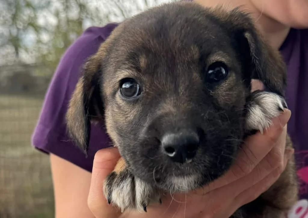 Ritchie, male puppy Mixed Breed for adoption at The Dog Rose), Dogrose