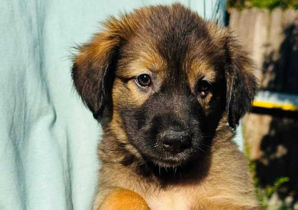 Ronaldino, brown, white male puppy Mixed Breed for adoption at The Dog Rose), Dogrose