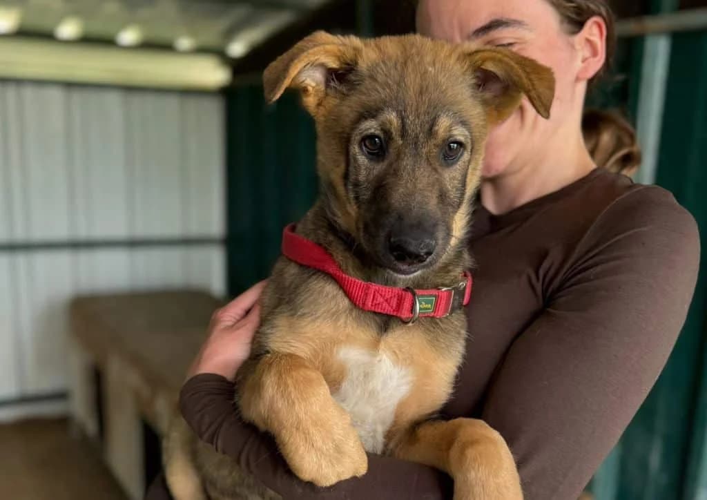 Roo, brown male puppy Mixed Breed for adoption at The Dog Rose), Dogrose