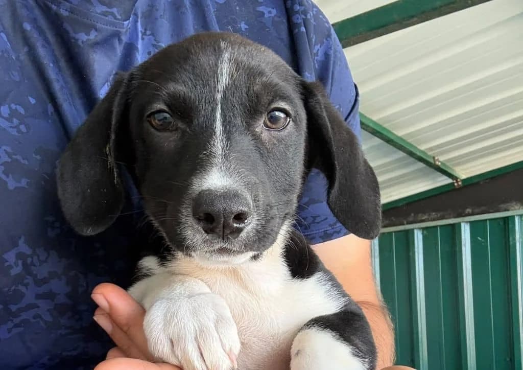 Rumi, black, white female puppy Mixed Breed for adoption at The Dog Rose), Dogrose