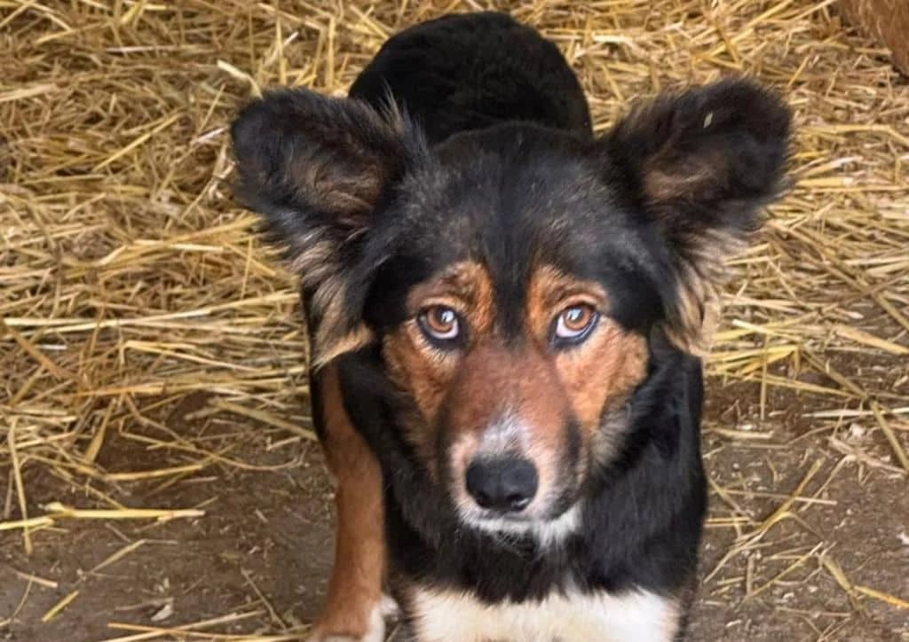 Salome, brown, black, white female 3yo Mixed Breed for adoption at The Dog Rose), Dogrose