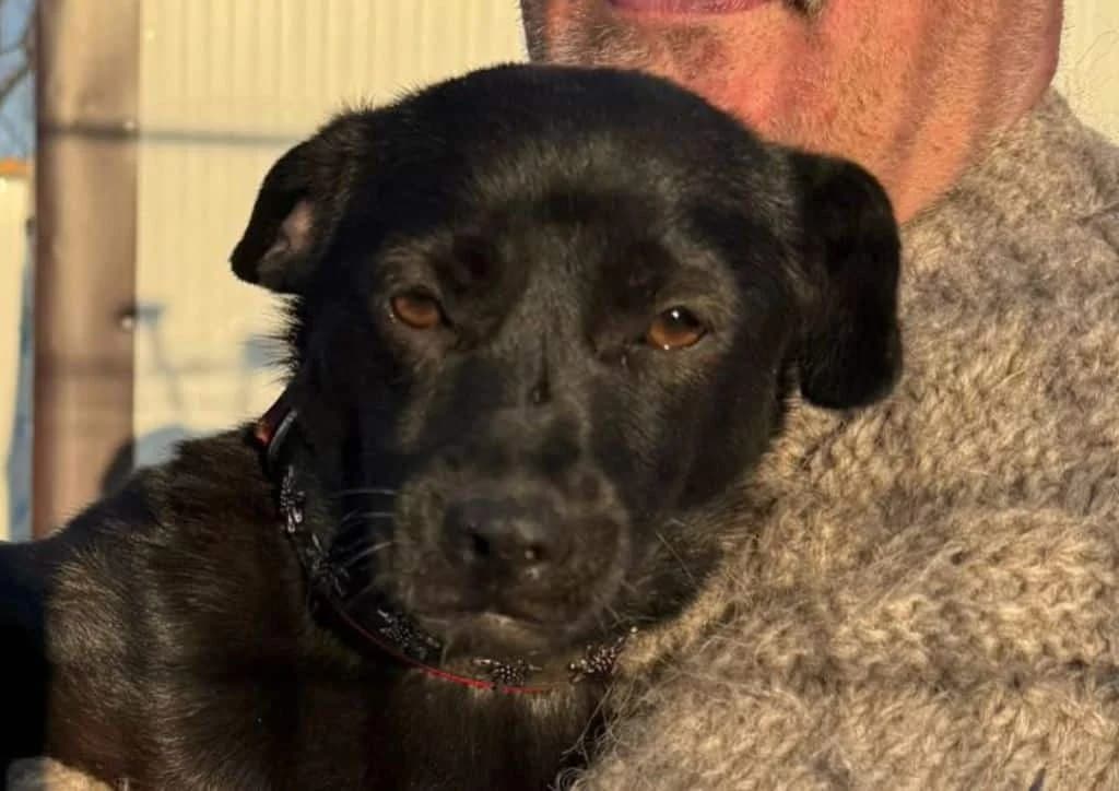 Salsa, white, black female young Mixed Breed for adoption at The Dog Rose), Dogrose