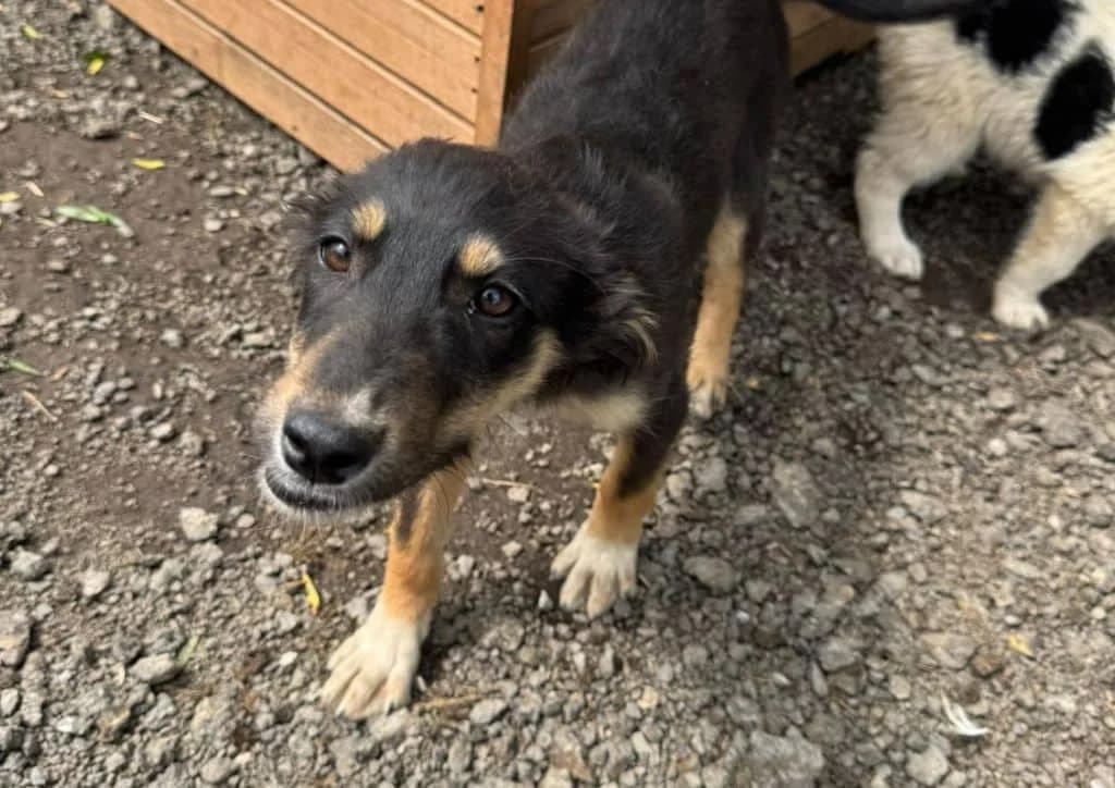 Sandi, black, brown female puppy Mixed Breed for adoption at The Dog Rose), Dogrose