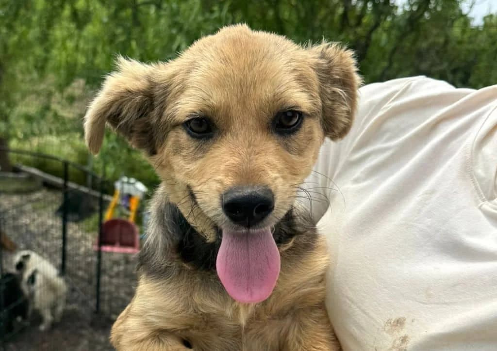 Scoobydoo, beige, black male puppy Mixed Breed for adoption at The Dog Rose), Dogrose