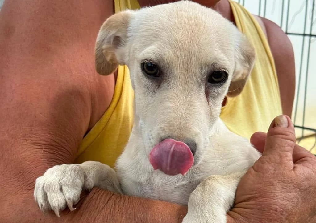 Shiro, white male puppy Mixed Breed for adoption at The Dog Rose), Dogrose