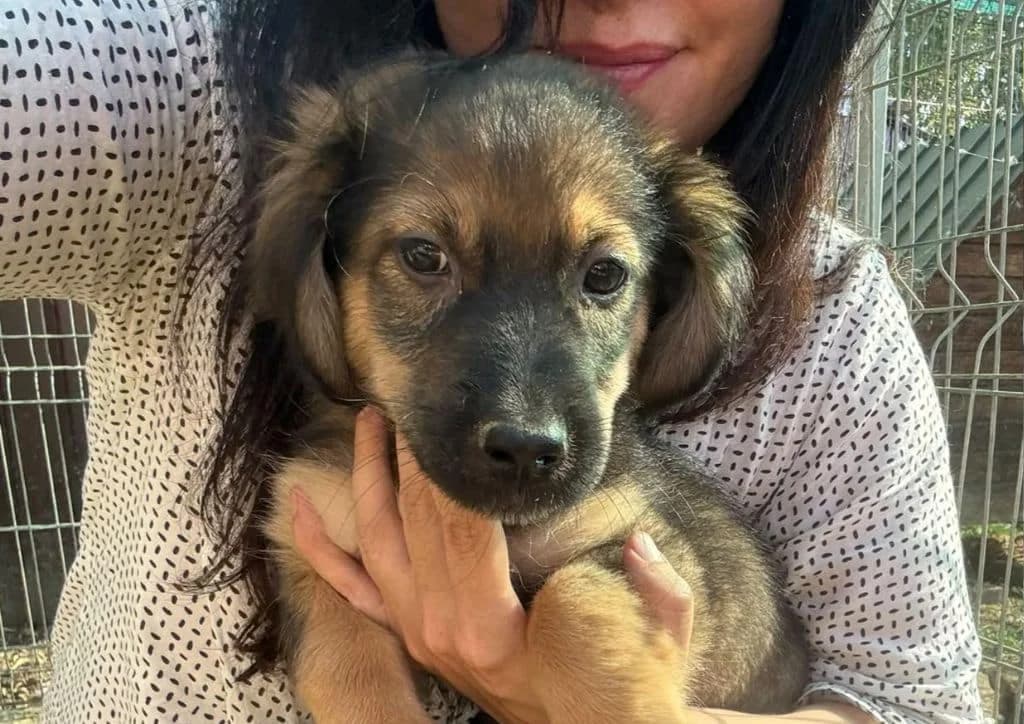 x, brown, black male puppy Mixed Breed for adoption at The Dog Rose), Dogrose