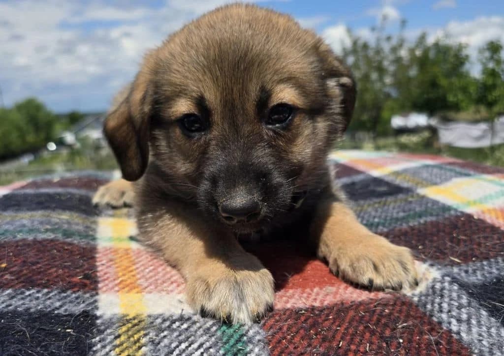 Shrimp, brown male puppy Mixed Breed for adoption at The Dog Rose), Dogrose