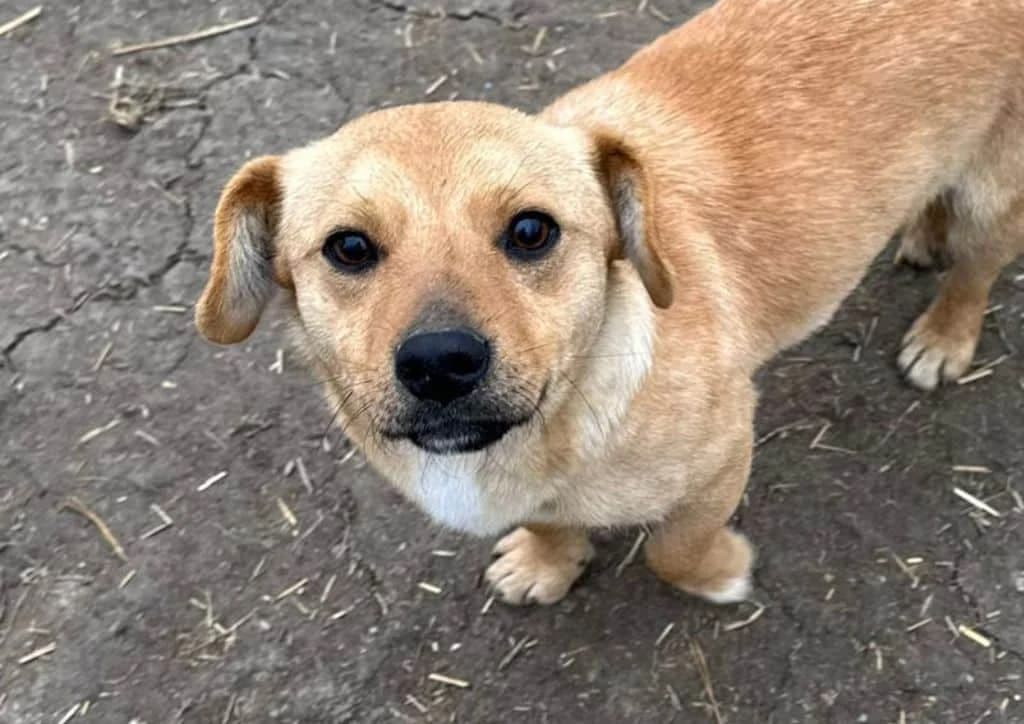 Simson, beige male young Mixed Breed for adoption at The Dog Rose), Dogrose