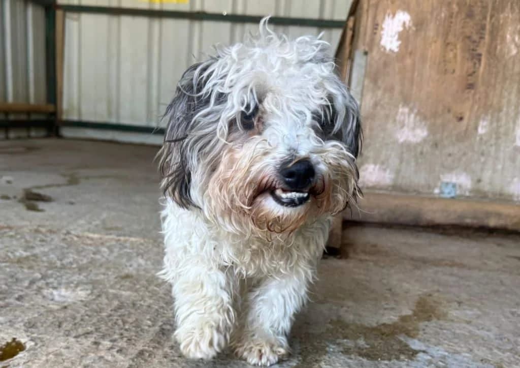 Smiley, white, grey male young Mixed Breed for adoption at The Dog Rose), Dogrose