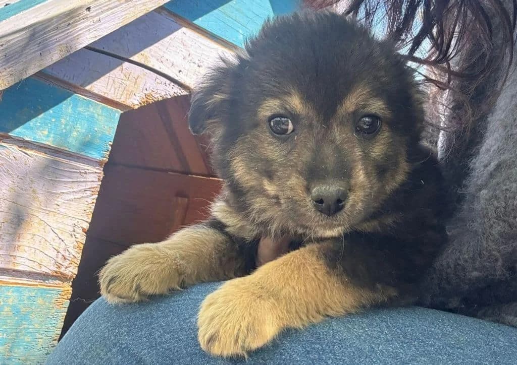 Smurfy, brown male puppy Mixed Breed for adoption at The Dog Rose), Dogrose